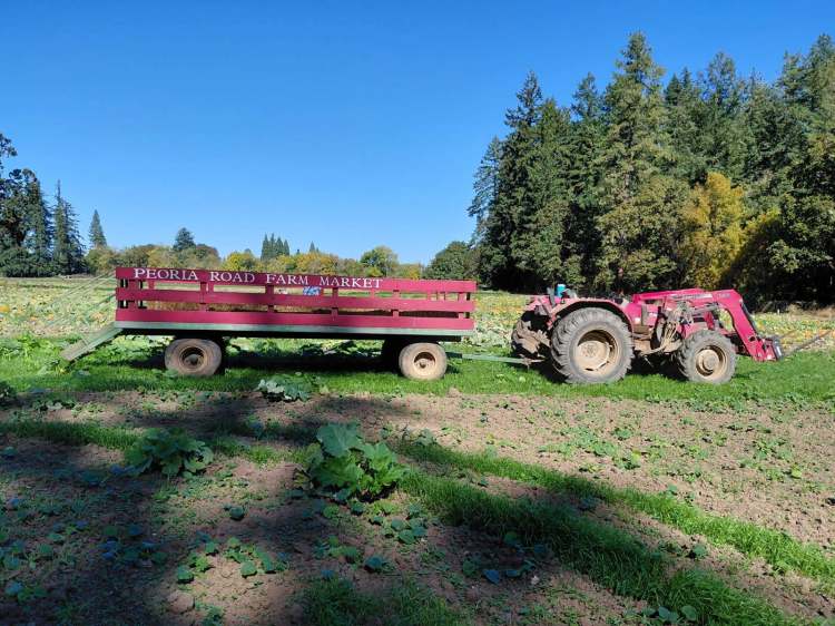 Tractor with wagon for hay rides to pumpkin patch
